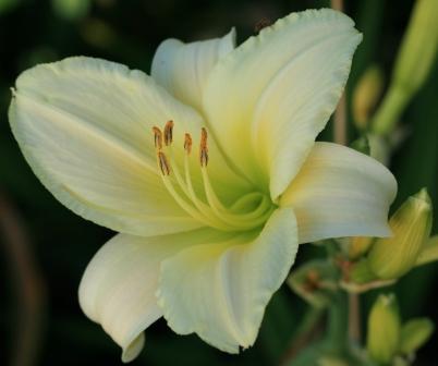 Ice Trumpets